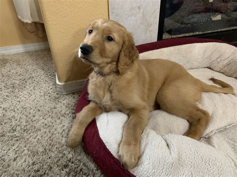 Whats more, as they specialize in F1b Goldendoodles, youll get one of the most allergy-friendly pups there is. . Dogs for sale in oregon